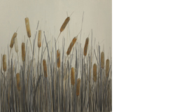 Cattails 1