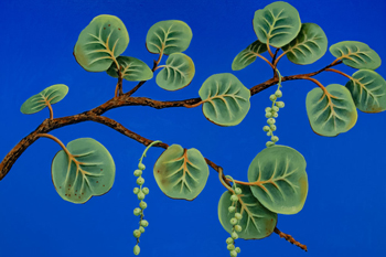 Seagrapes in Blue
