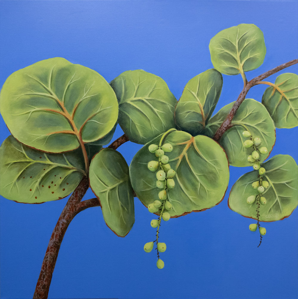 Seagrapes on Blue #1