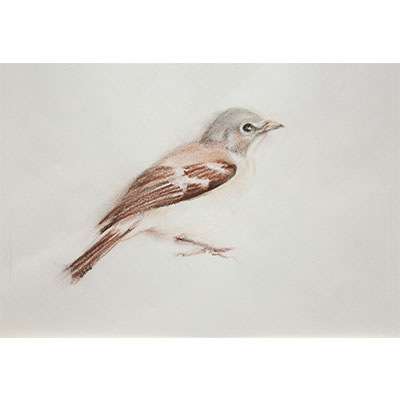 "Feathers #12" by Gretchen R.R. Eppling