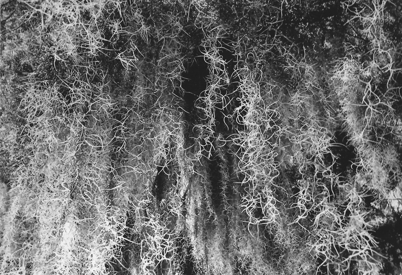 photo of Spanish Moss